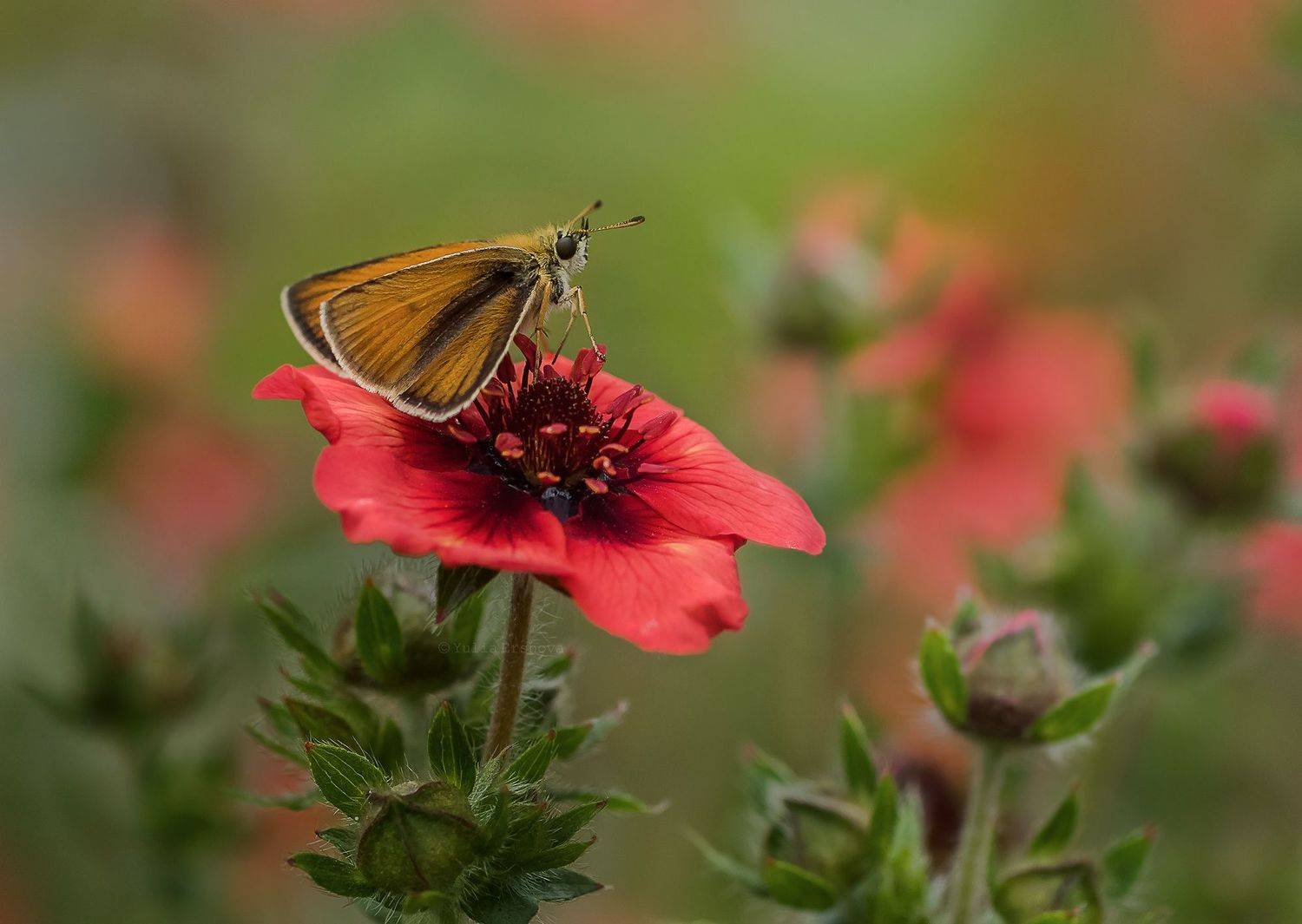 бабочка,  толстоголовка, Ершова Юлия