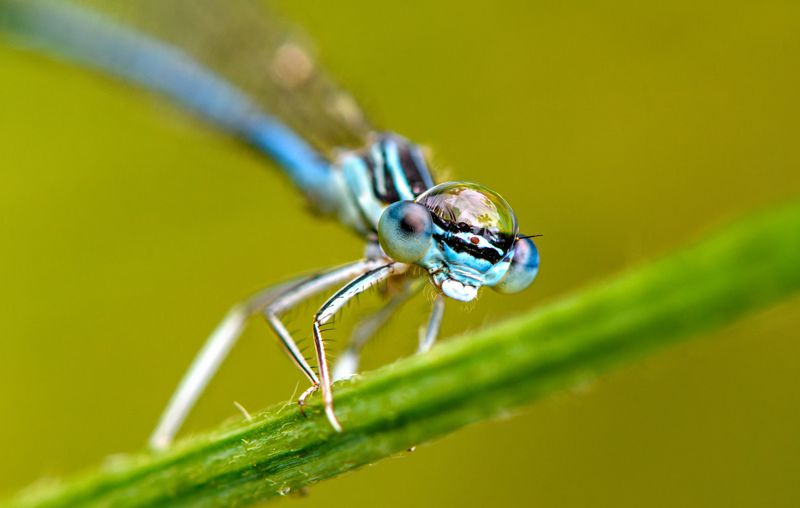 Damselfly with water-hat фото превью
