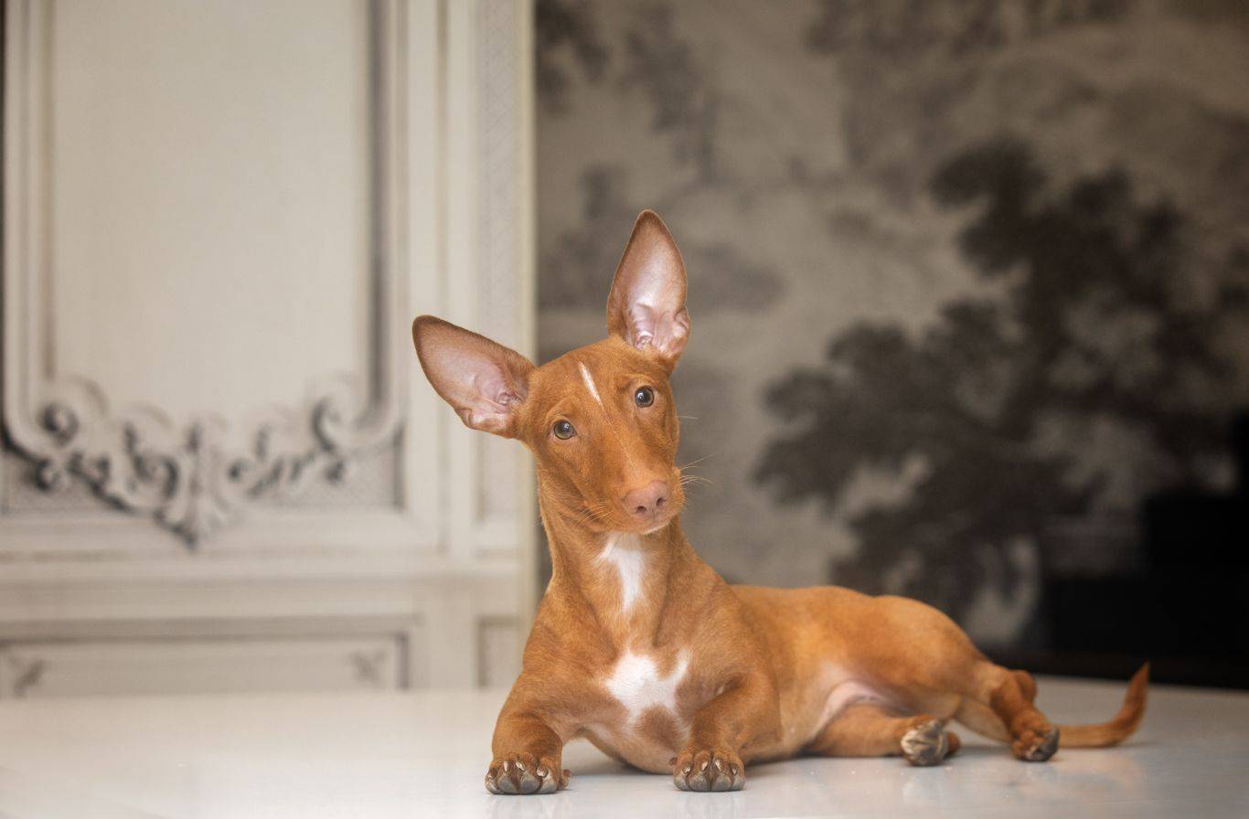 , Андрей Ершов