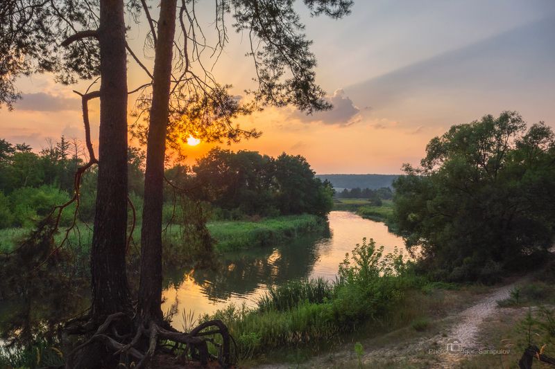 сосны, корни, roots, pine, песчаный берег, сосновый бор, северский донец, закат, речка, река, панорама, вечер, новая таволжанка,сосновый лес,берег, nature, live for the story, лес,  закат,  берег, белгородская область Сосны на песчаном берегу Северского Донца фото превью