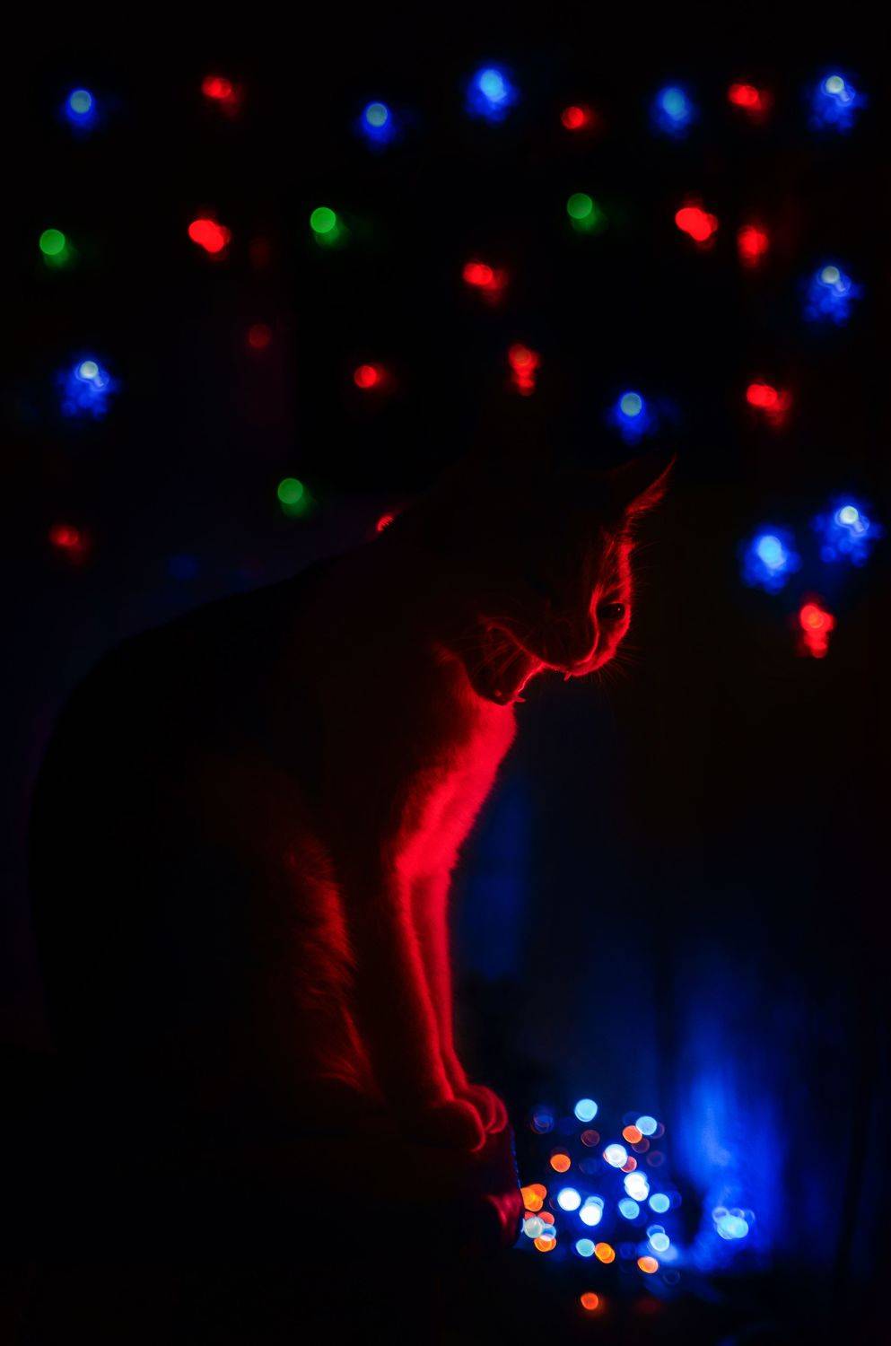 , Виталий Шевченко