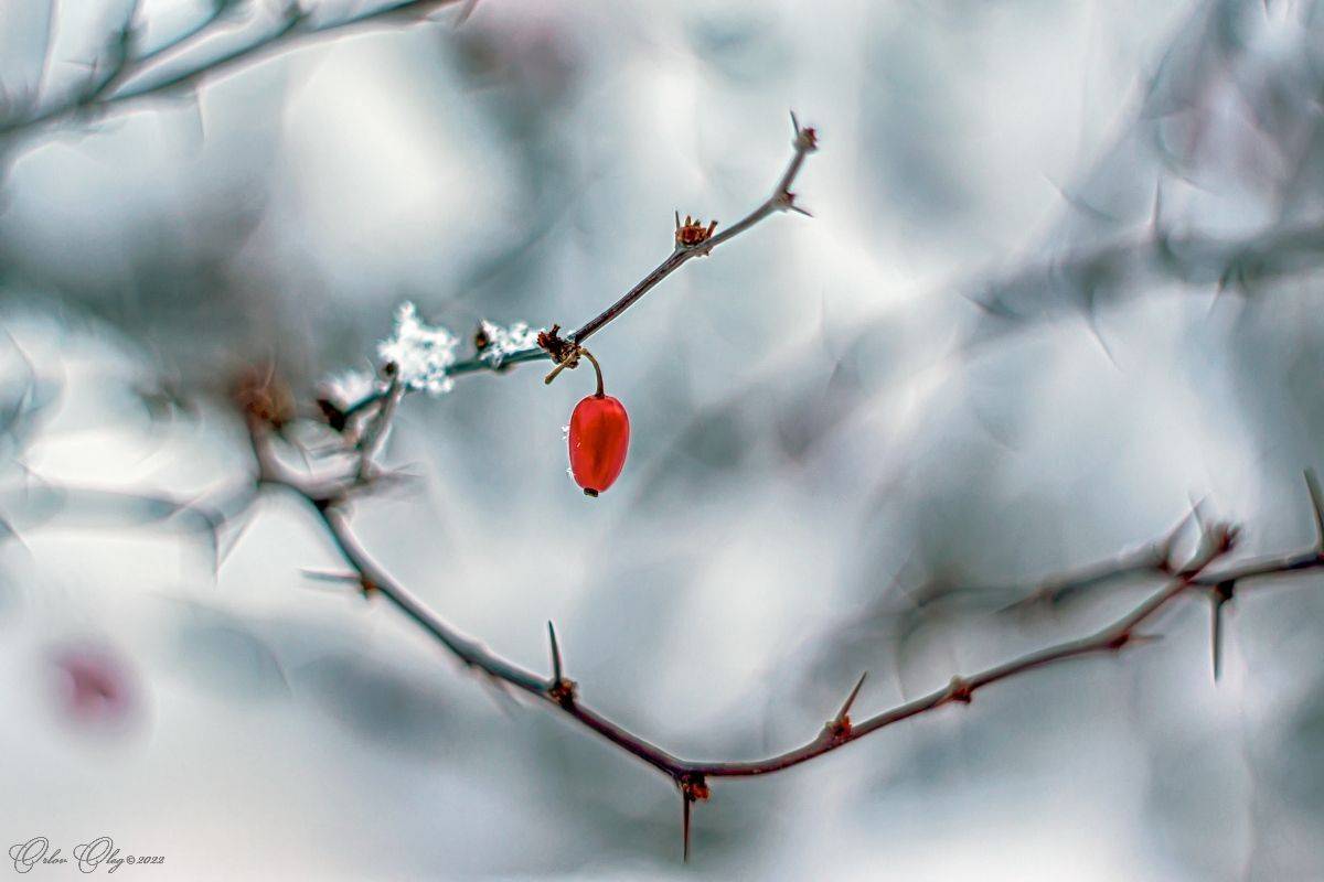 , Орлов Олег