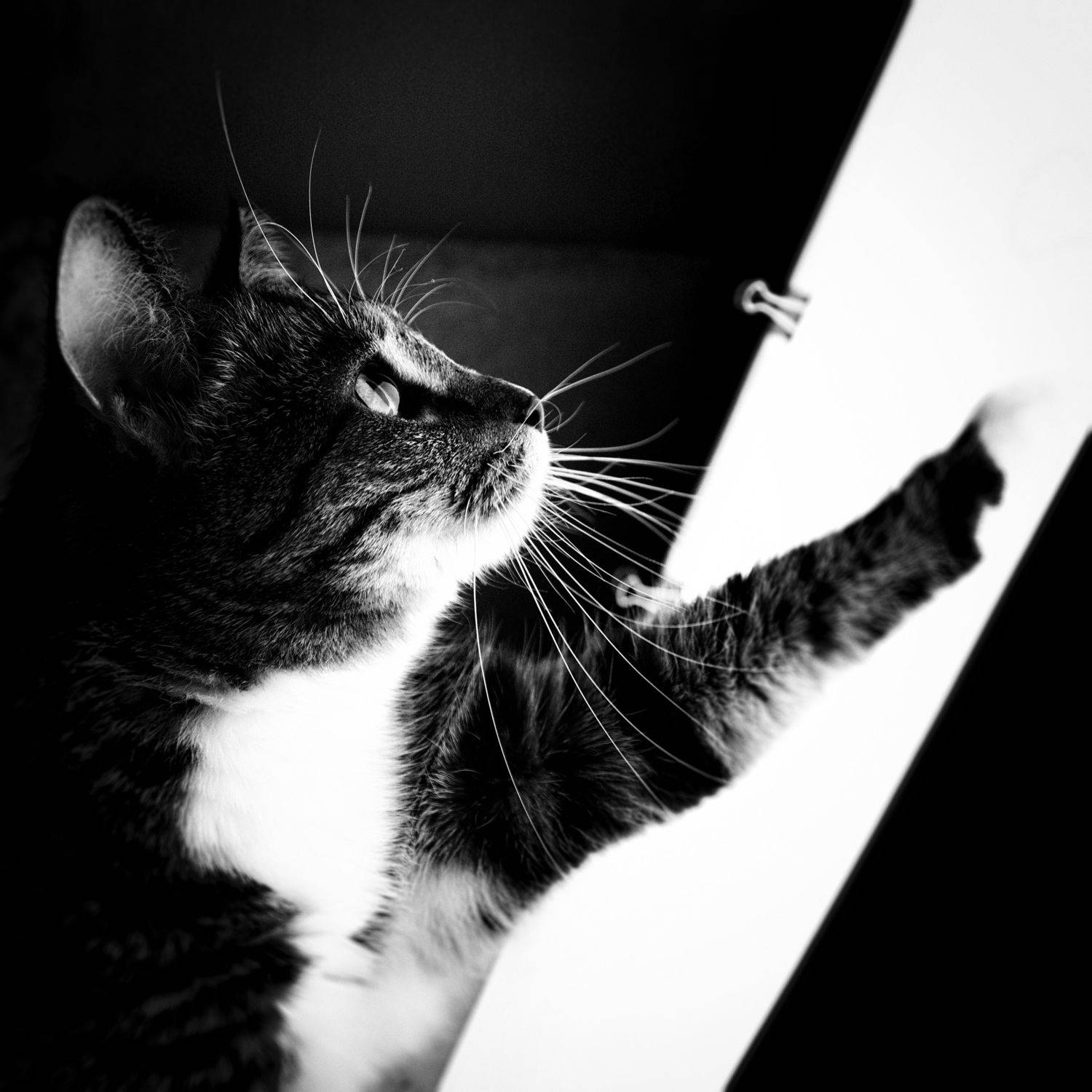 , Максим Салихов