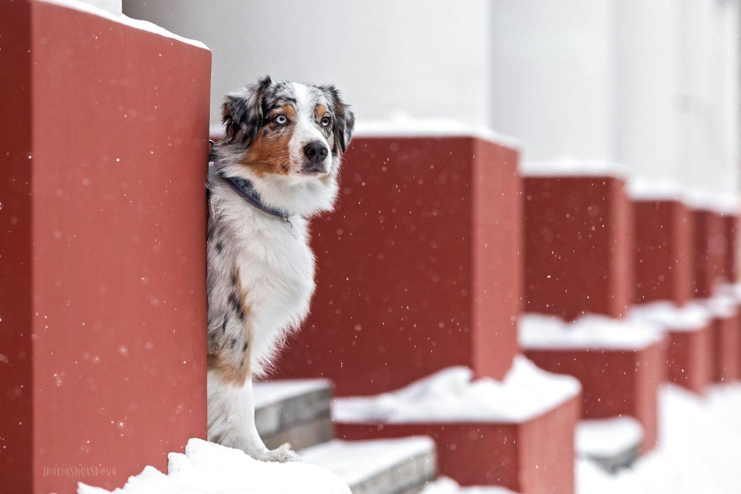 аусси, собака, фото собак, фотограф анималист, фотограф калуга, красивые собаки, Шерскова Мария