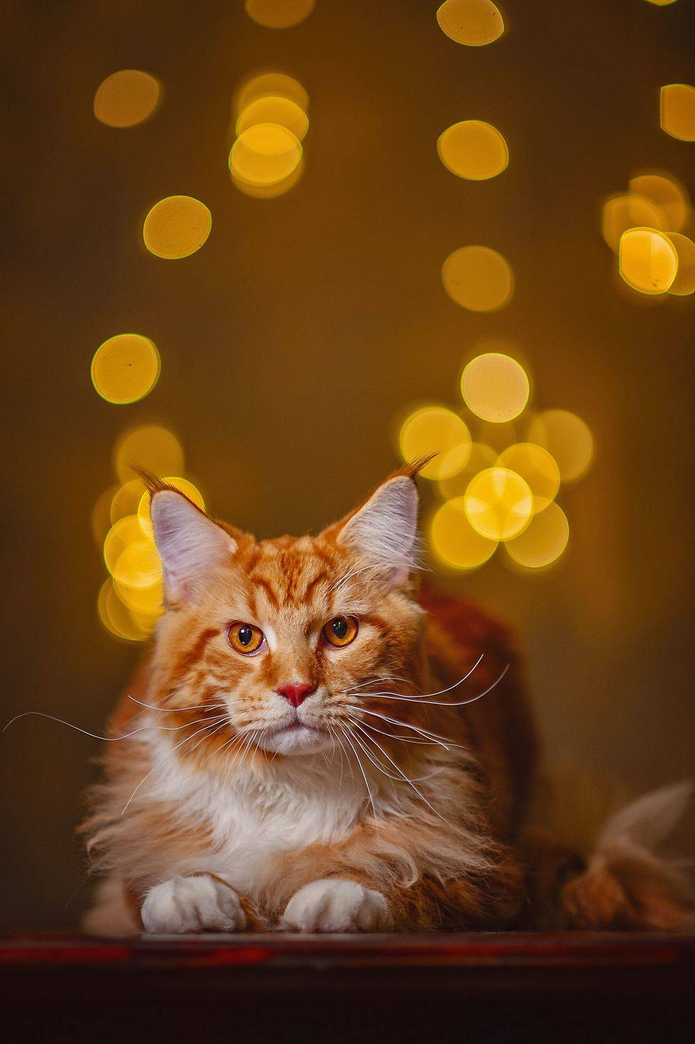 , Ксения Лысенкова