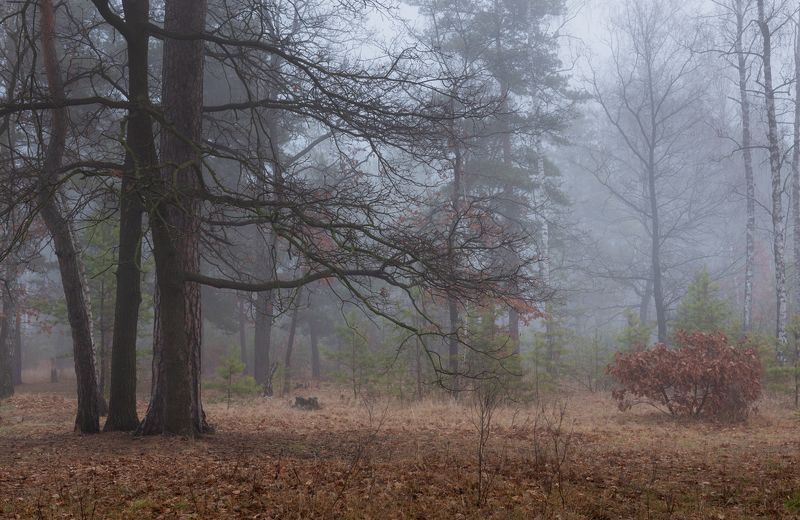 лес осень ноябрь туман сырость Когда дубы тянут к нам свои руки фото превью