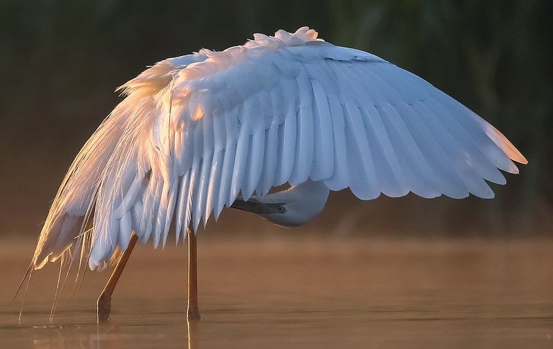 Рассветная фото превью