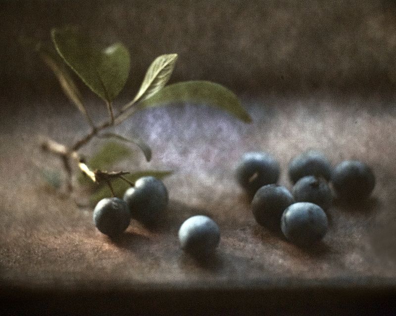 Терновые мотивы фото превью