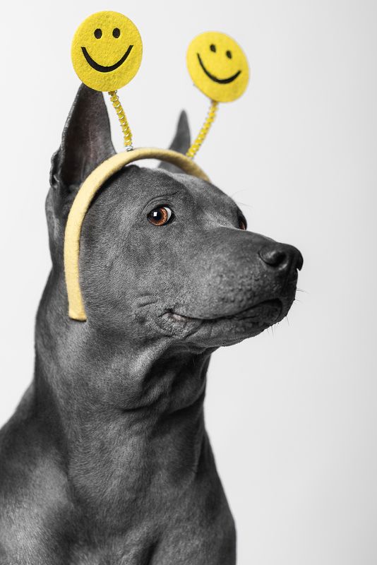 собака, животное, dog, тайский риджбек Мать, скажи честно, фотограф совсем кукухой поехал? фото превью