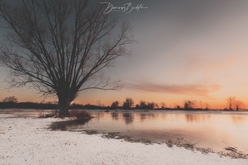 Winter tree фото превью