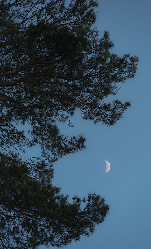 arkhyz landscape  landscape nature mountains forest pine moon Fragment. фото превью