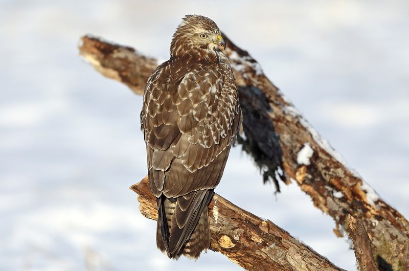 Канюк. фото превью