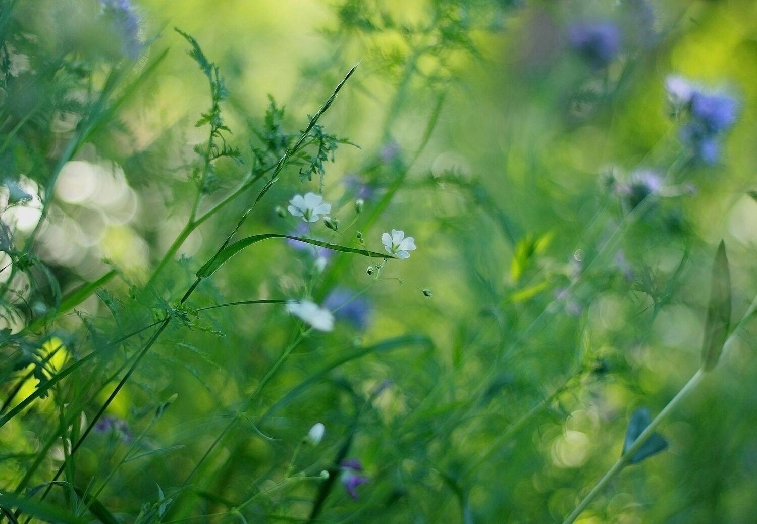 фантазия,настроение,лето, Marina Laiko