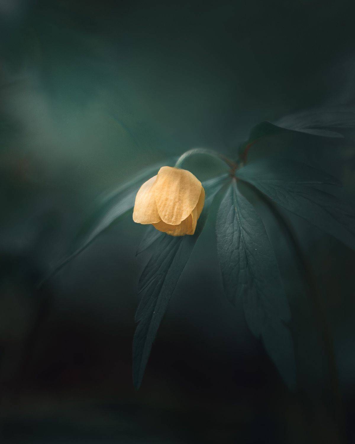 , Мозжухин Максим