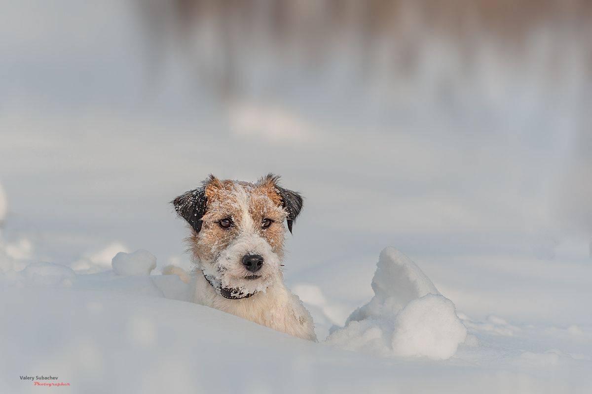 , Валерий Субачев