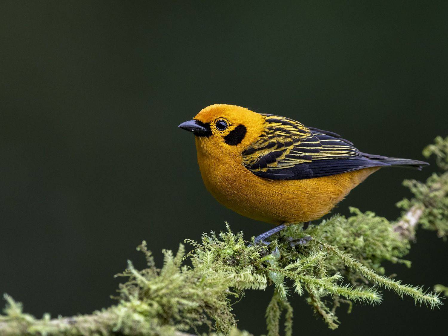 , Fernando Burgalin Sequeira