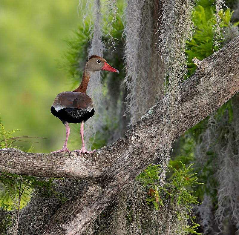 утка, duck, флорида, florida, black-bellied whistling duck Black-Bellied Whistling Duck -Чернобрюхая свистящая утка фото превью