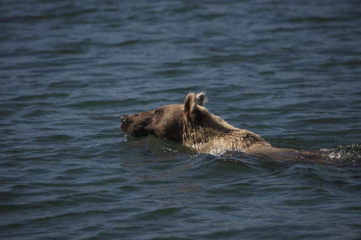 , Владимир Чебанов