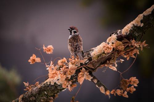 Eurasian tree sparrow