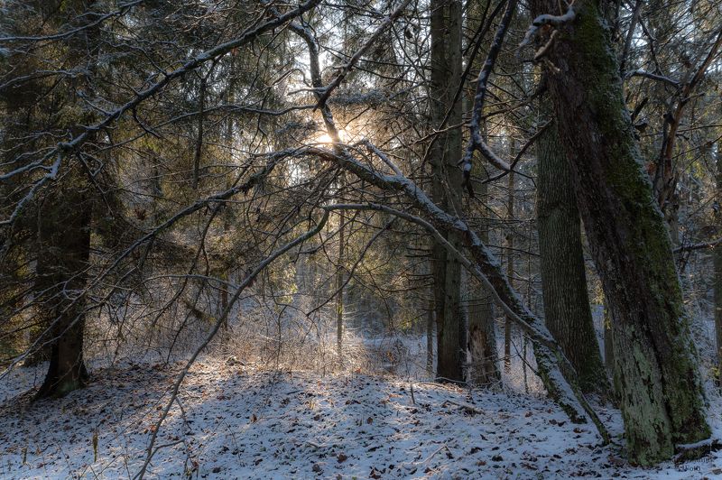 Puszcza Białowieska фото превью