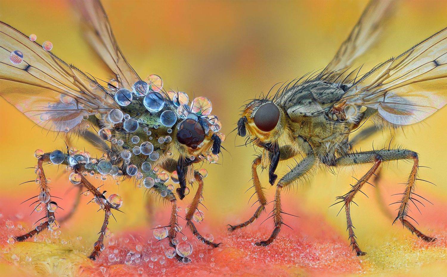 ceclii, macro, Tsvetan Ganev