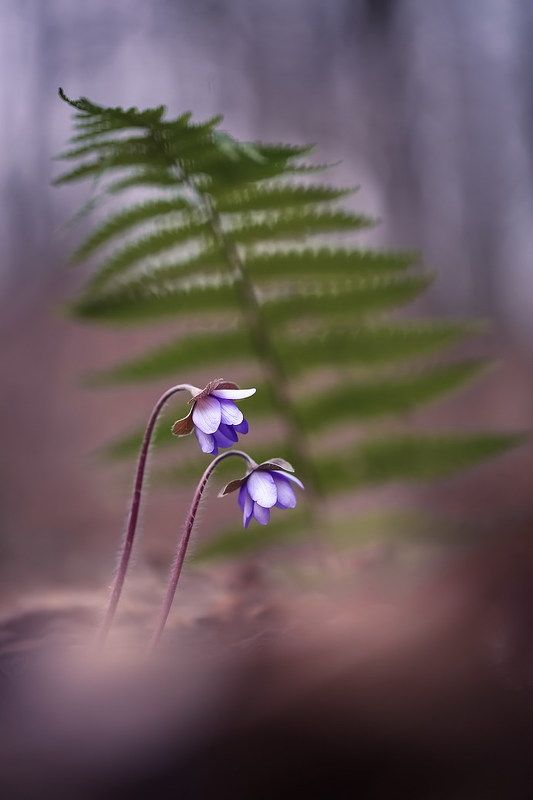 Всё начинается с прикосновения души.. фото превью