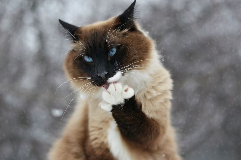 Кот Кекс фото превью