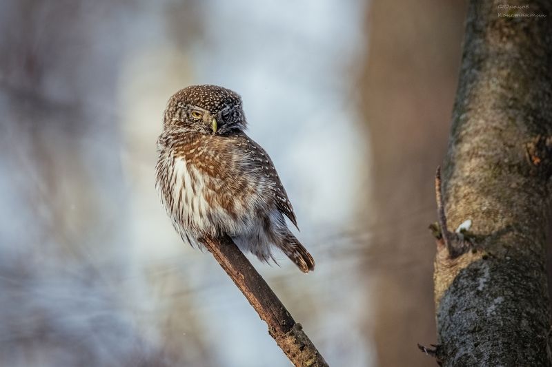 птицы, фотоохота, сова, сычик Про утро после праздников фото превью
