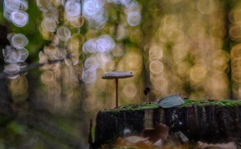 поганка, гриб Поганочки фото превью