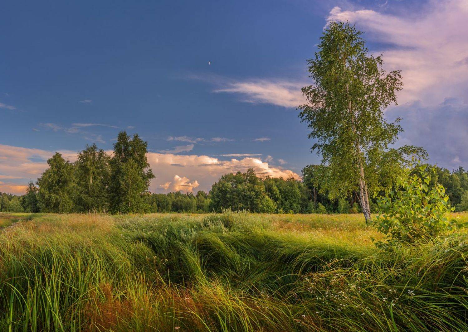 луг, лето, июль, трава, месяц, Галанзовская Оксана