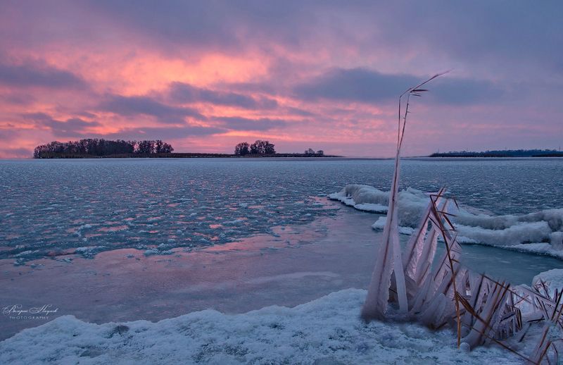 утро, рассвет, восход, зима. январь, днепр, каховка, снег, лёд. камыш Под ледяным ветром фото превью
