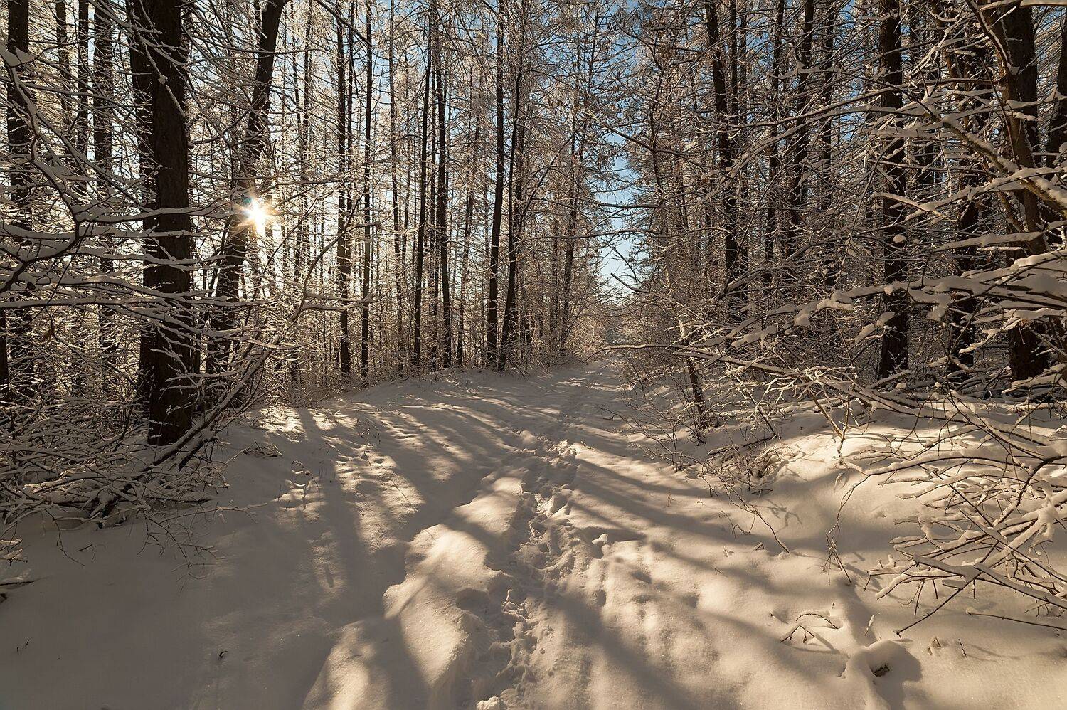 , Виталий Стрельцов