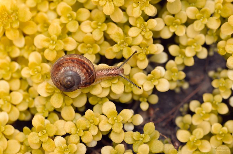 В желтых полях фото превью