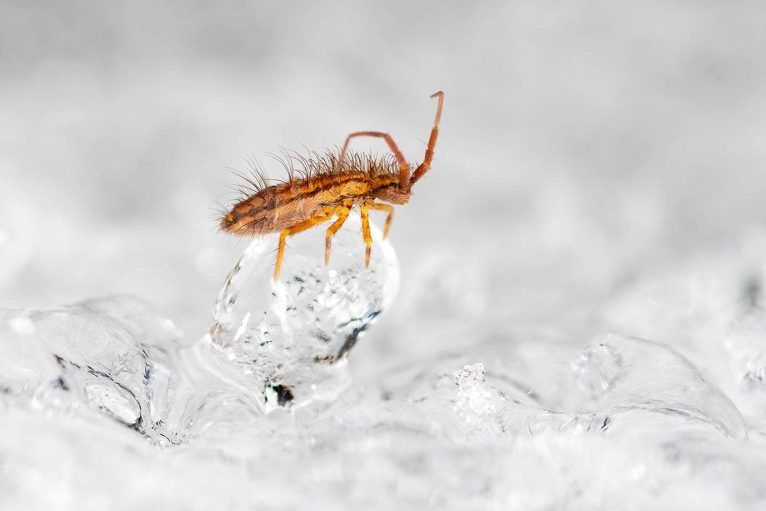 , Александр Абросимов