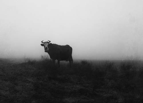 На грани видимости зимнего тумана.