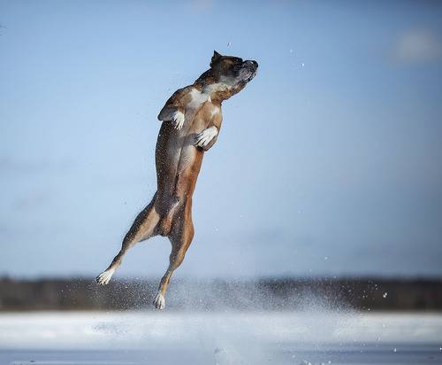 Зимний полёт