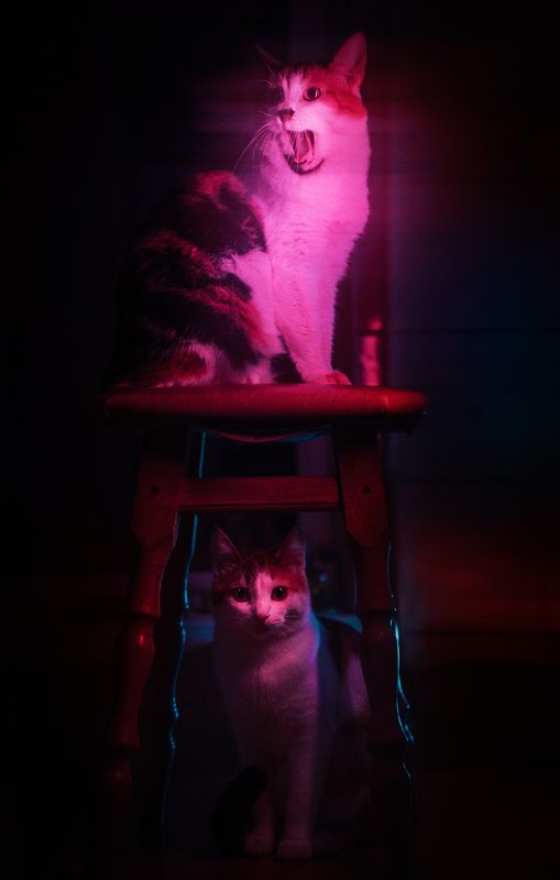 The Night of Screaming Cats фото превью