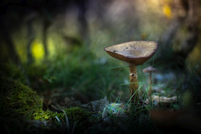 Green фото превью