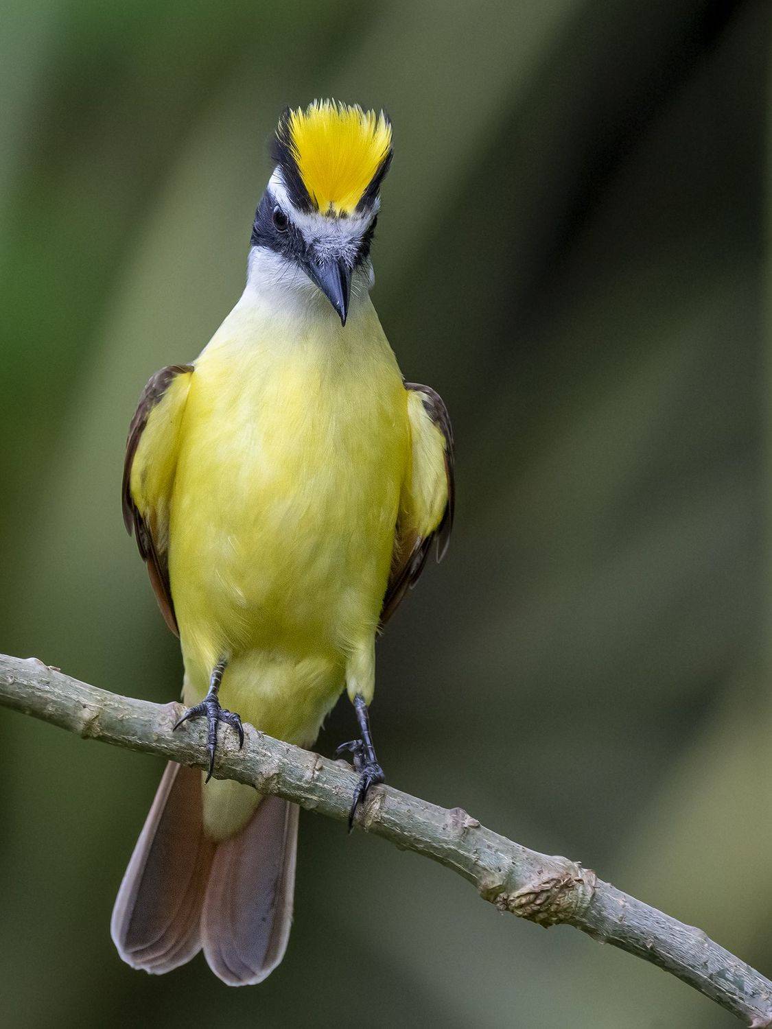 fernaabs, burgalin, aves_de_costa_rica, Fernando Burgalin Sequeira