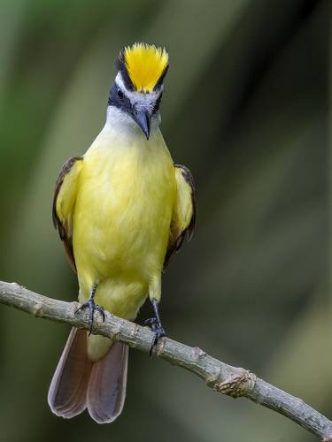 Great Kiskadee