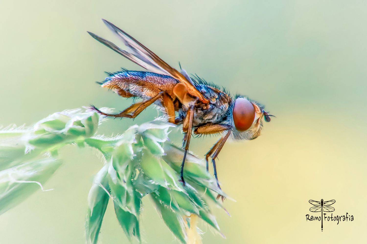 , Nowakowski Remigiusz