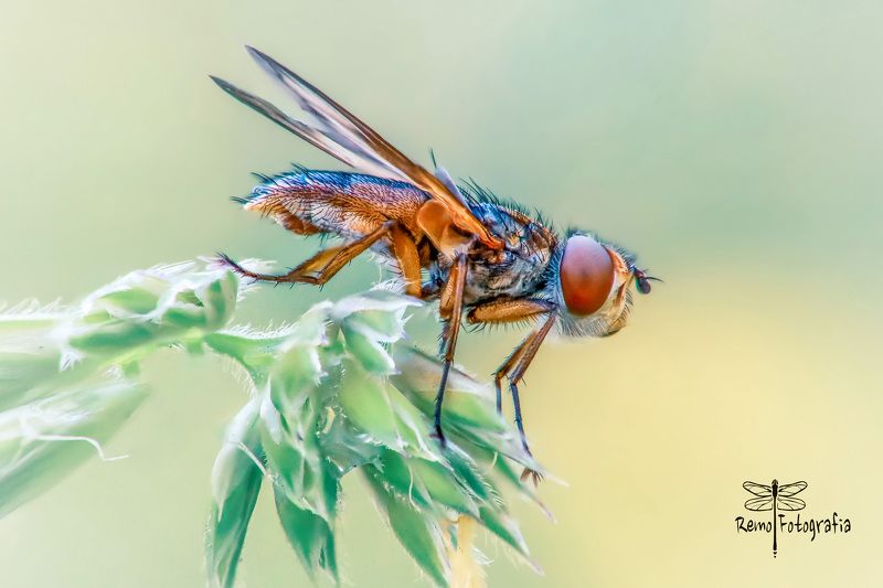 Paśnica tarczówkowa - Ectophasia crassipennis. фото превью