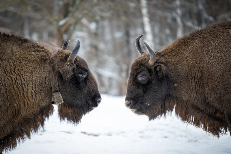 зубры Противостояние фото превью