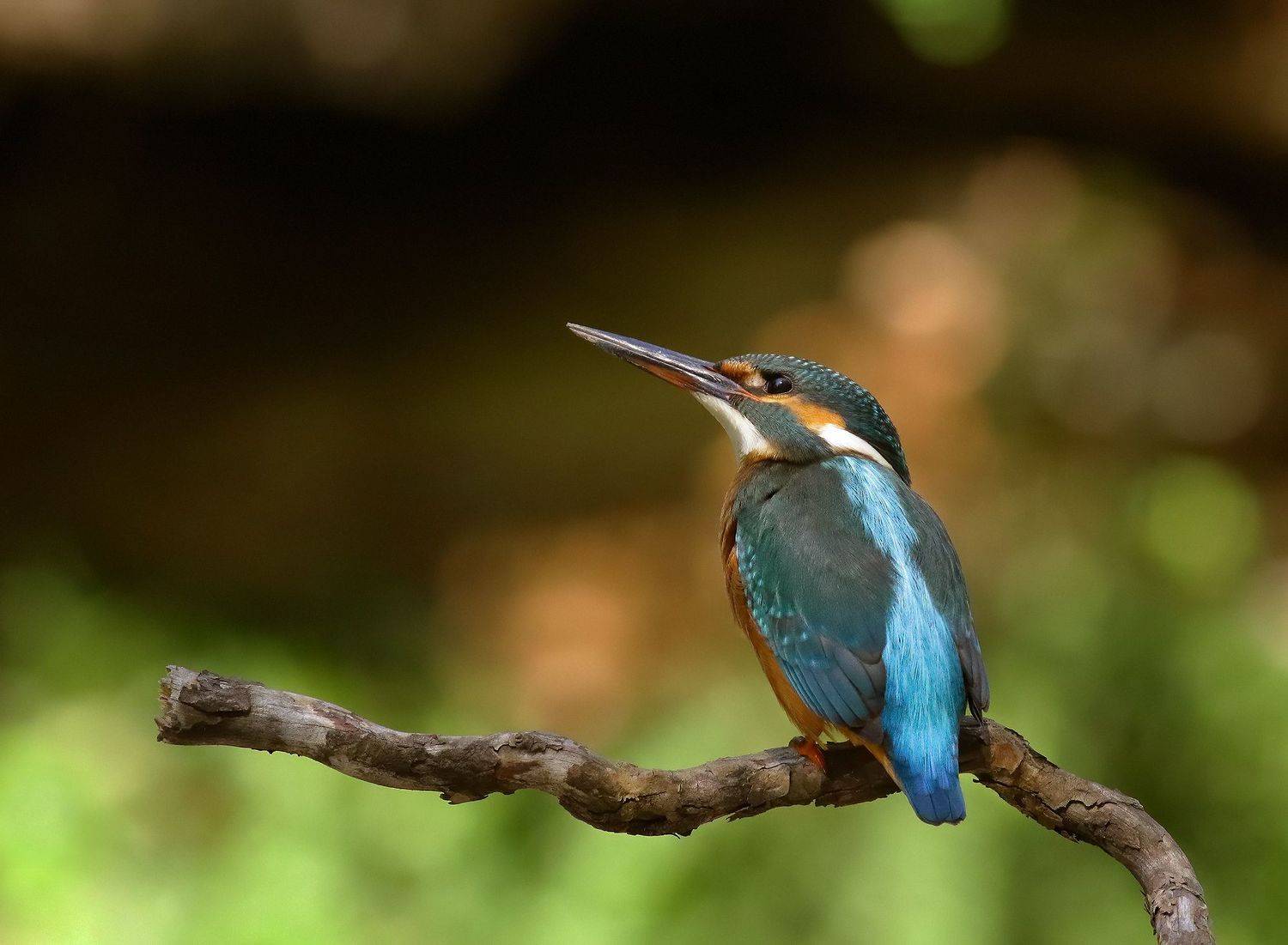 , Стефан Дянков