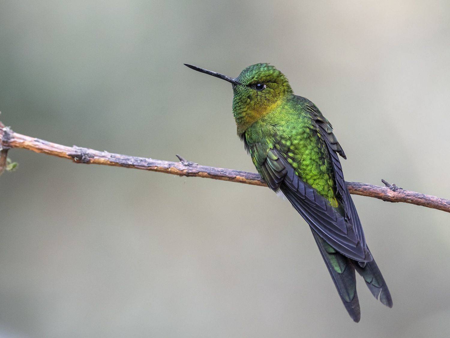 , Fernando Burgalin Sequeira