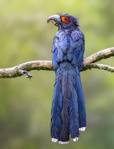 Chestnut Bellied Malkoha with its kill