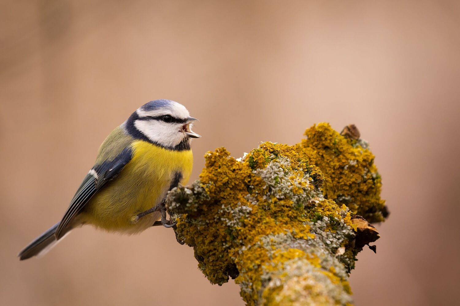 Titmouse. Автор: Robert Adamec , Robert Adamec