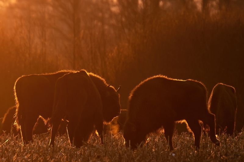 o zachodzie słońca фото превью