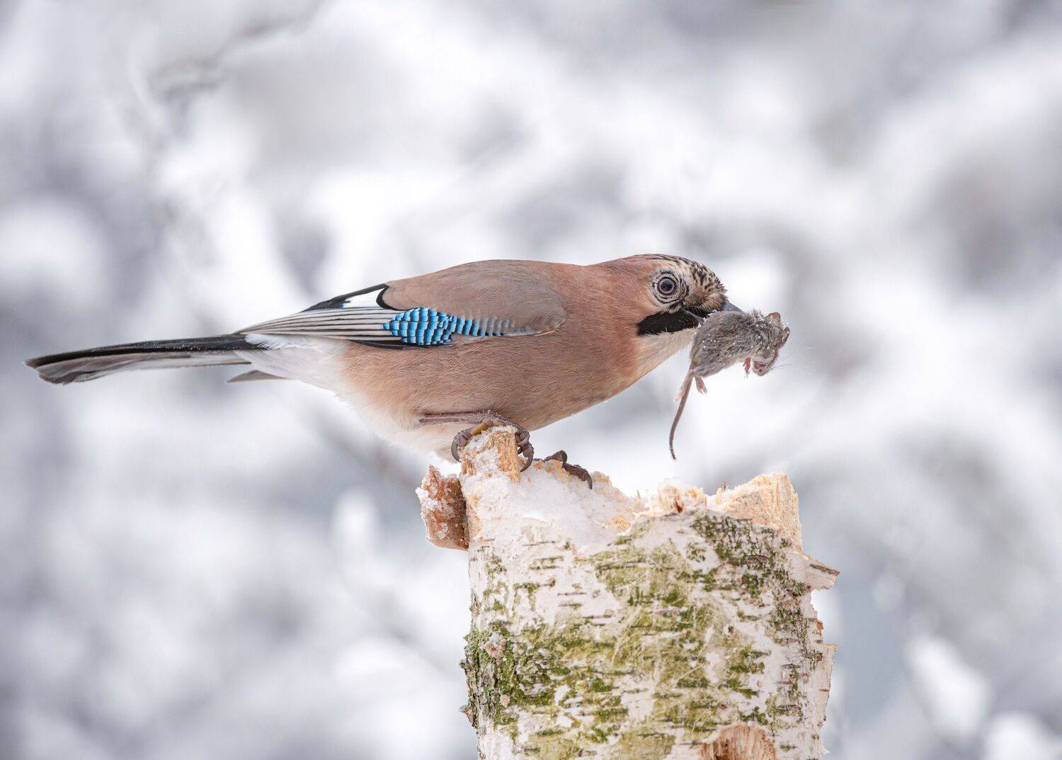 птицы,природа, зима, Андрей Киселёв