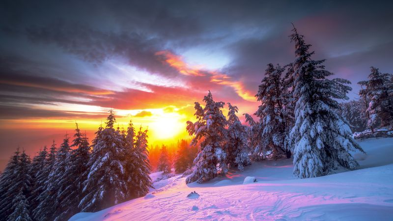 Winter Dawn фото превью